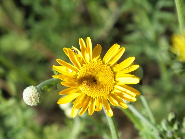 Anthemis tinctoria mit Drosophila spec.