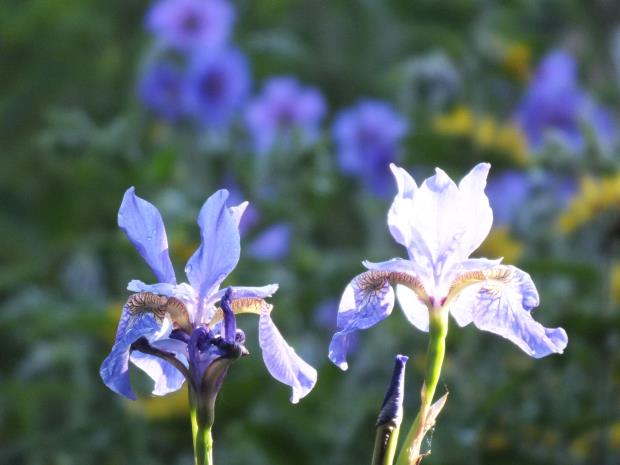 Iris sibirica
