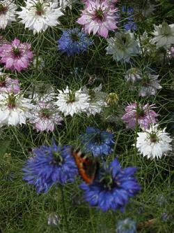 Nigella-damascena.JPG