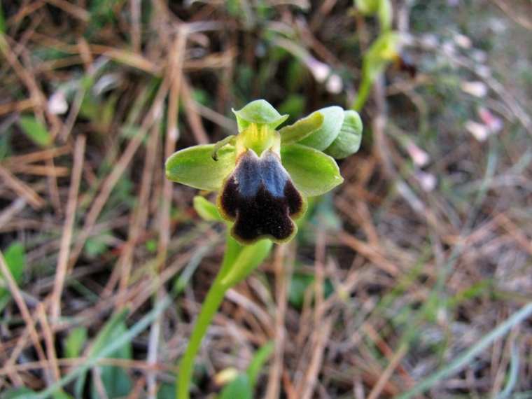 Ophrys-cinereophila