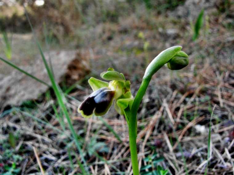 Ophrys-cinereophila