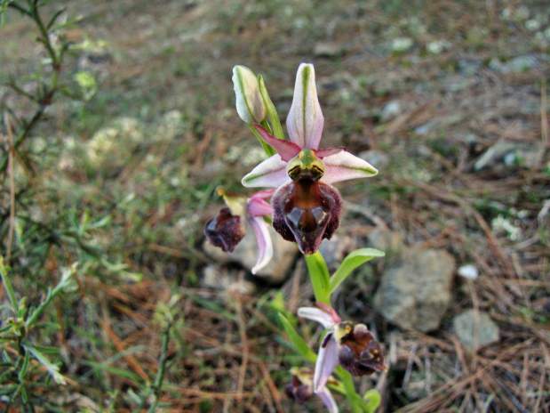 Ophrys-elegans-