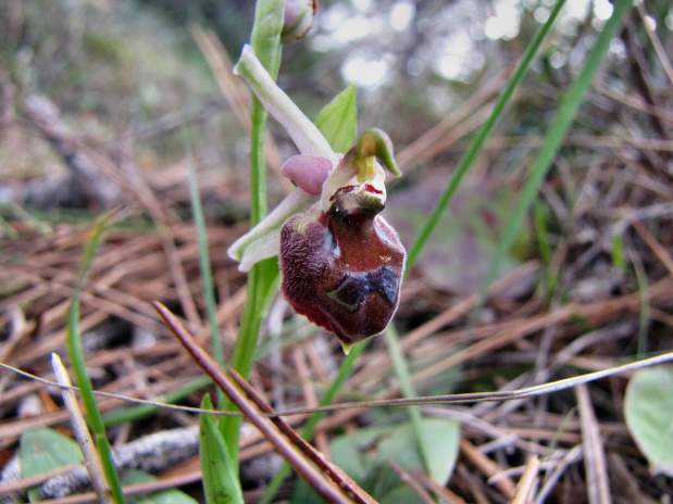 Ophrys-elegans-30.JPG