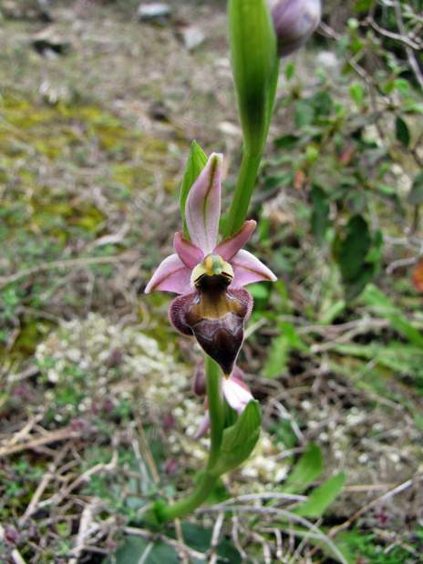 Ophrys-elegans-44.JPG