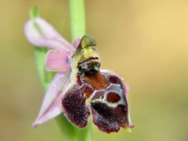 Ophrys-elegans-