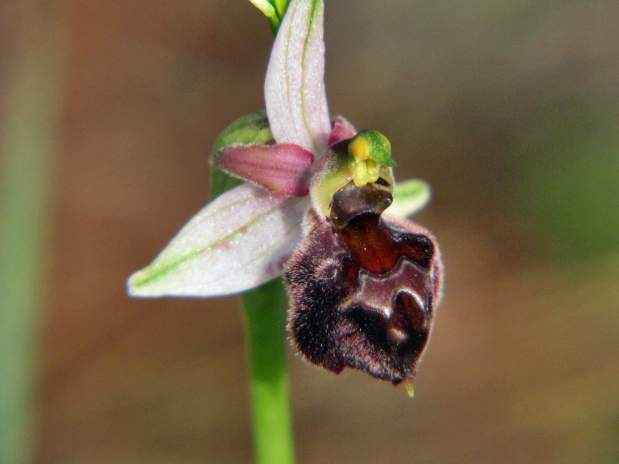 Ophrys-elegans-