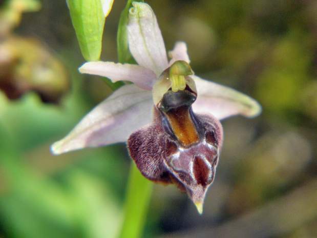 Ophrys-elegans-