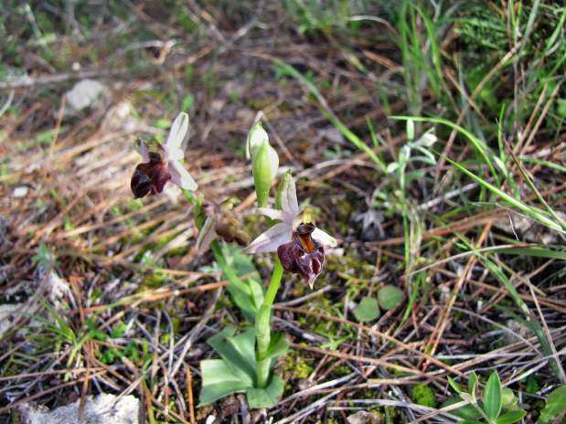 Ophrys-elegans-