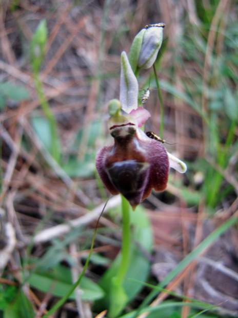 Ophrys-elegans-mit-Micropterix-cypriensis.JPG