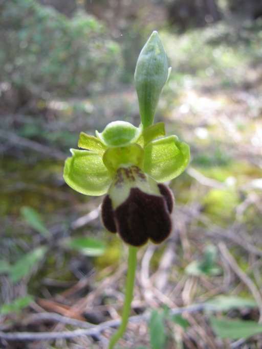 Ophrys-israelitica