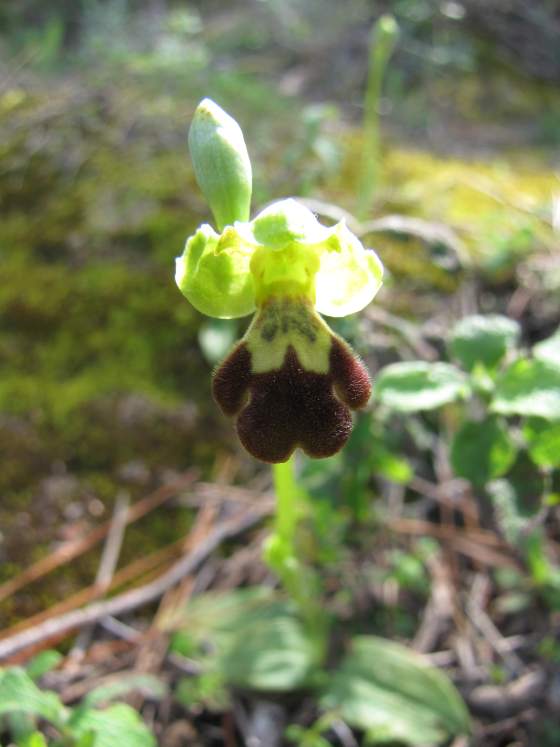 Ophrys-israelitica