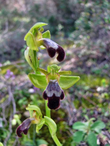 Ophrys-iricolor