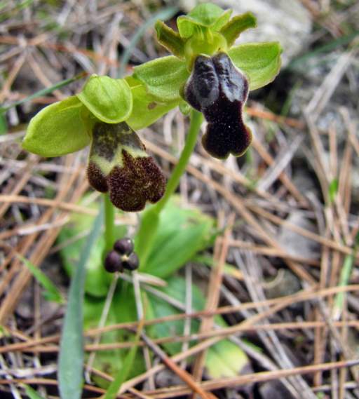 Ophrys-elegans-mit-Micropterix-cypriensis.JPG