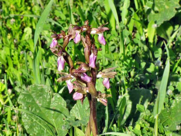 Orchis-collina