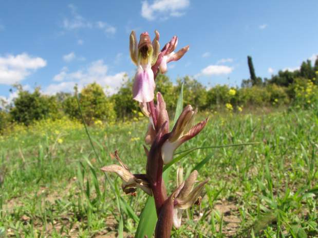 Orchis-collina-