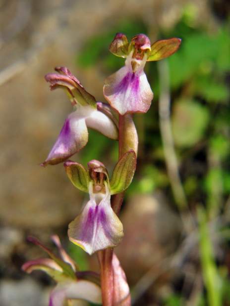 Orchis-collina