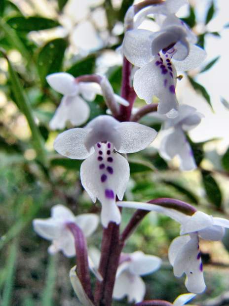 Orchis-quadripunctata