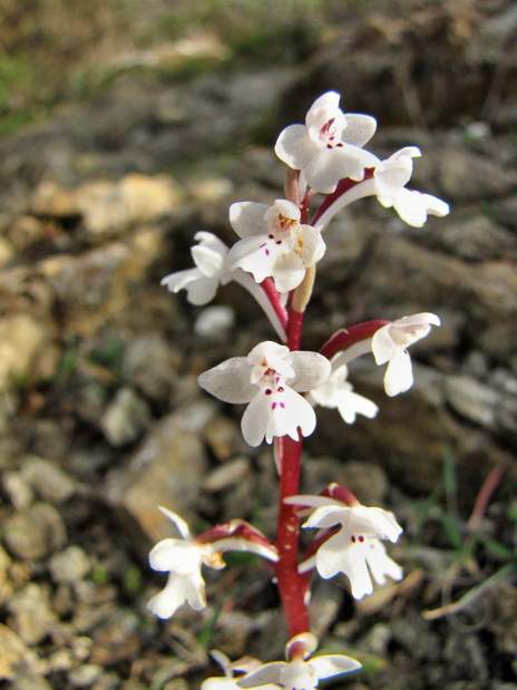 Orchis-quadripunctata