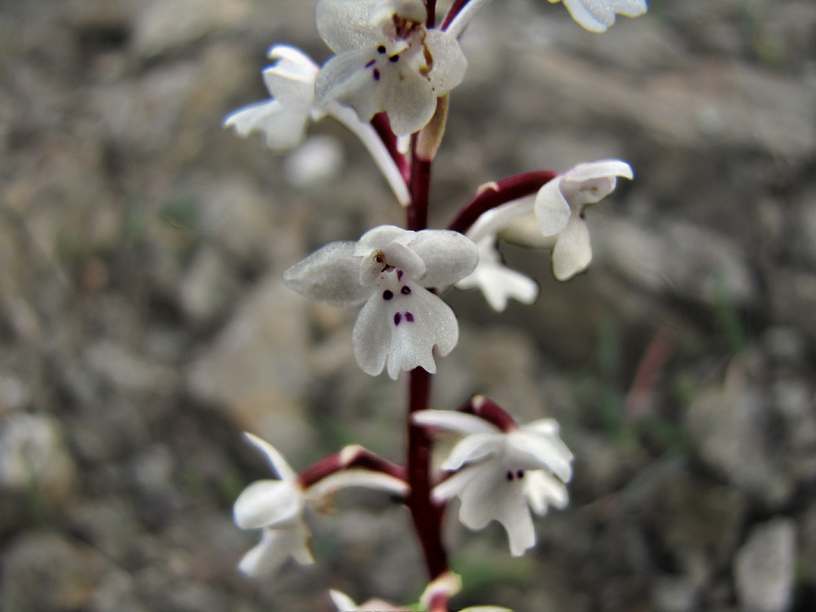 Orchis-quadripunctata-8.jpg