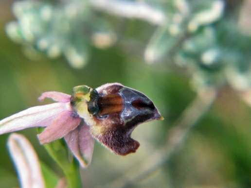 Ophrys-elegans-