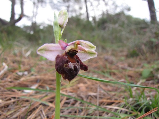 Ophrys-elegans-