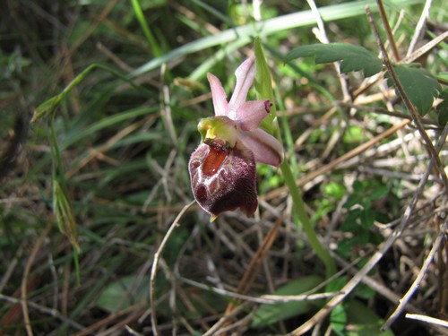 Ophrys-elegans-