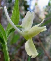 Dactylorhiza-romana