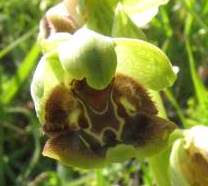 Ophrys-bornmuelleri.JPG