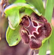 Ophrys-bornmuelleri2.JPG