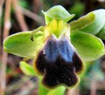 Ophrys-cinereophila-