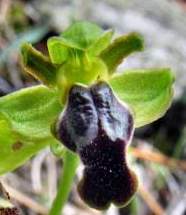 Ophrys-cinereophila