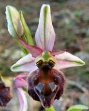 Ophrys-elegans