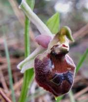 Ophrys-elegans-