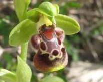 Ophrys-flavomarginata
