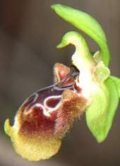 Ophrys-flavomarginata