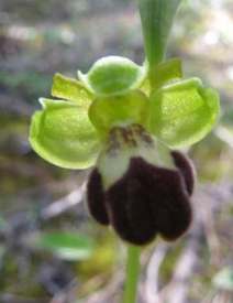 Ophrys-israelitica