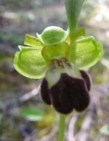 Ophrys-israelitica