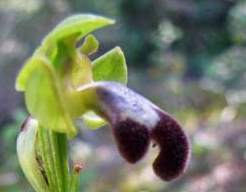 Ophrys-iricolor.JPG