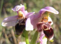 Ophrys-lapethica
