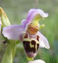 Ophrys-lapethica