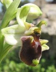 Ophrys-levantina