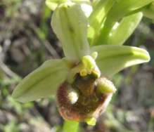 Ophrys-levantina