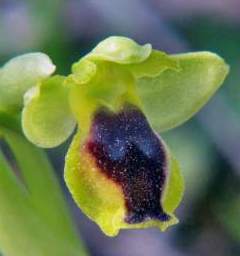 Ophrys-sicula