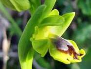 Ophrys-sicula