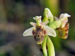 Ophrys-levantina