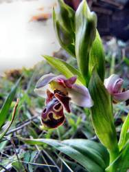Ophrys-umbilicata