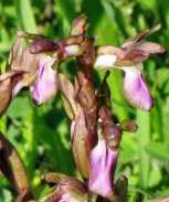 Orchis-collina