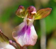 Orchis-collina