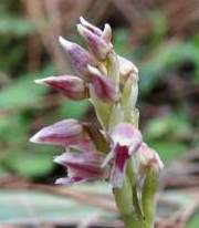 Orchis-intacta-Neotinea-maculata-2.JPG