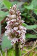 Orchis-intacta-Neotinea-maculata-5.JPG